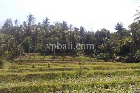 2000m2 Land in Karangasem, Karang Asem, Indonesia No. 347 5