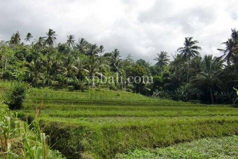 2000m2 Land in Karangasem, Karang Asem, Indonesia No. 347 3