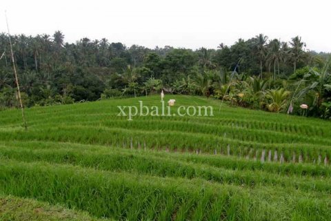 4650m2 Land in Tabanan, Indonesia No. 439