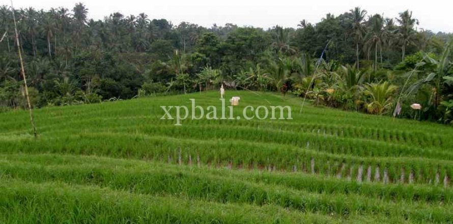 4650m2 Land in Tabanan, Indonesia No. 439