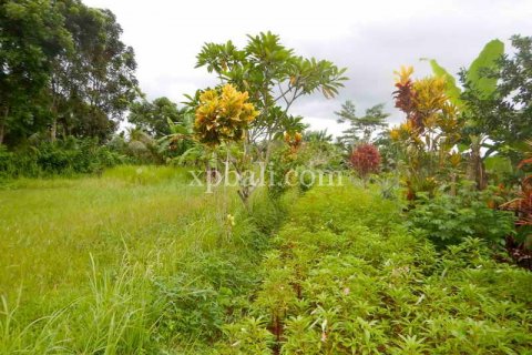 4650m2 Land in Tabanan, Indonesia No. 439 6