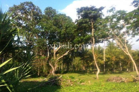 62440m2 Land in Negara, Jembrana, Indonesia No. 572 4