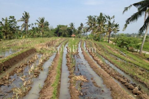 7715m2 Land in Tabanan, Indonesia No. 574 2
