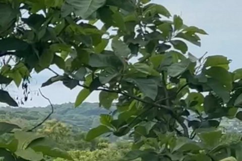 17600m2 Land in Lovina, Anturan, Buleleng, Indonesia No. 8699 3