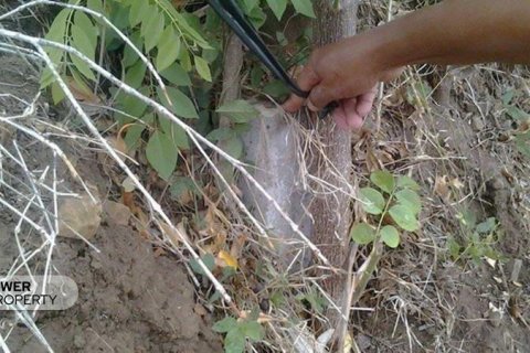 4400m2 Land in Lovina, Anturan, Buleleng, Indonesia No. 8704 14