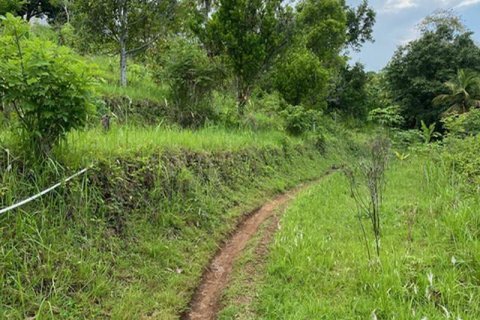 4400m2 Land in Lovina, Anturan, Buleleng, Indonesia No. 8704 6