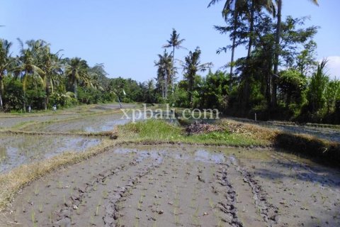 15000m2 Land in Ubud, Gianyar, Indonesia No. 502 3