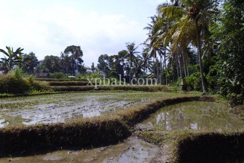 15000m2 Land in Ubud, Gianyar, Indonesia No. 502