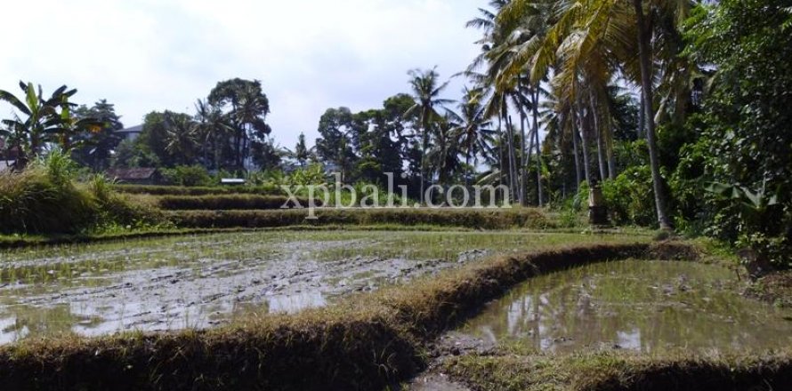 15000m2 Land in Ubud, Gianyar, Indonesia No. 502