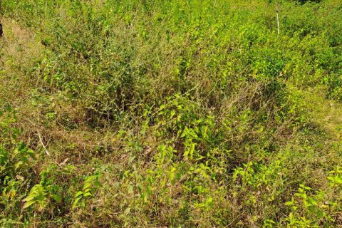 3000m2 Land in Indonesia No. 7804 6