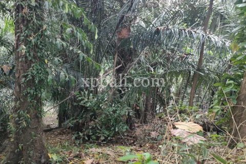 3200m2 Land in Tabanan, Indonesia No. 279 3