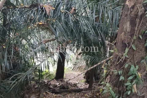 3200m2 Land in Tabanan, Indonesia No. 279 4