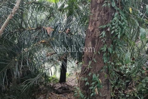 3200m2 Land in Tabanan, Indonesia No. 279 8