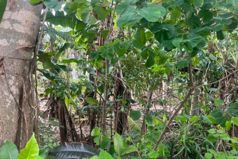 Land in Ungasan, Badung, Indonesia No. 11184 7