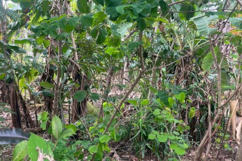 Land in Ungasan, Badung, Indonesia No. 11184 2