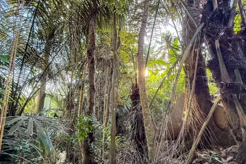 Land in Cepaka, Kediri, Tabanan, Indonesia No. 13514 8