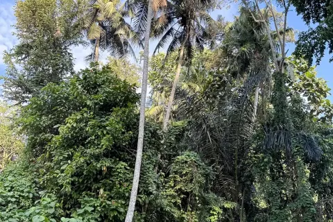 Land in Cepaka, Kediri, Tabanan, Indonesia No. 13514 12