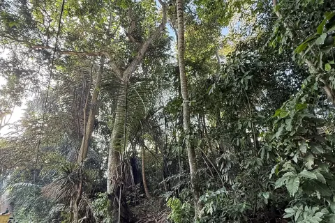 Land in Cepaka, Kediri, Tabanan, Indonesia No. 13514 10