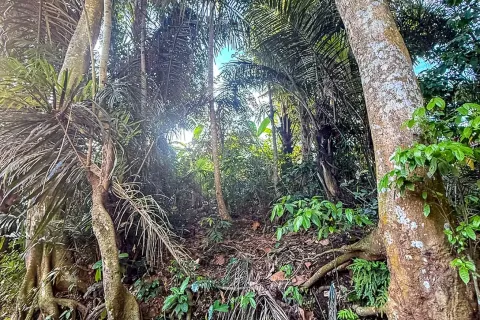 Land in Cepaka, Kediri, Tabanan, Indonesia No. 13514 2