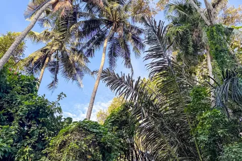 Land in Cepaka, Kediri, Tabanan, Indonesia No. 13514 13