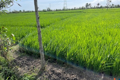 Land in Tabanan, Indonesia No. 11512