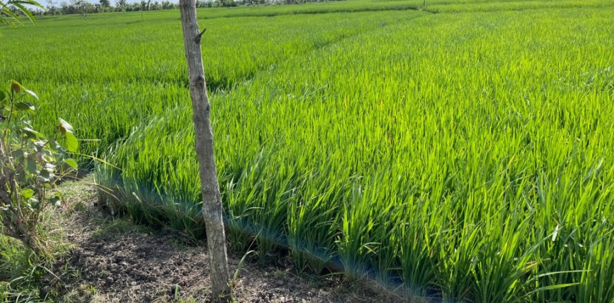 Land in Tabanan, Indonesia No. 11512