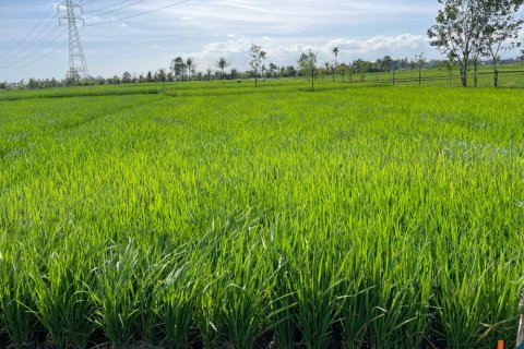 Land in Tabanan, Indonesia No. 11512 2