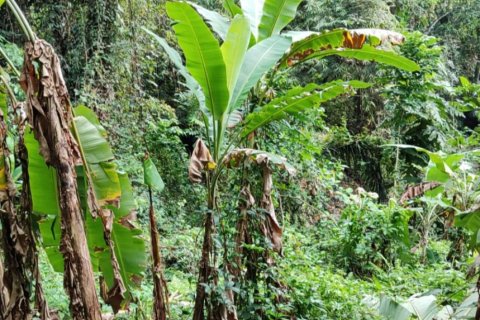 Land in Tabanan, Indonesia No. 11513 6