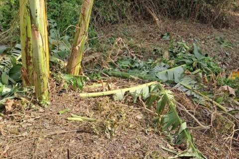 540m2 Land in Seminyak, Badung, Indonesia No. 8146 12