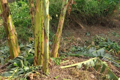 540m2 Land in Seminyak, Badung, Indonesia No. 8146 16