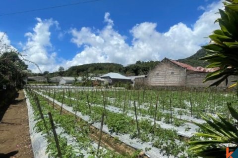 Land in Buleleng, Indonesia No. 11642 2