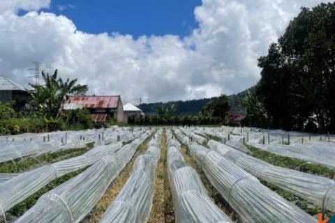 Land in Buleleng, Indonesia No. 11642
