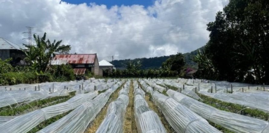 Land in Buleleng, Indonesia No. 11642