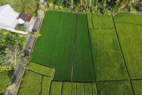 Land in Kaba-Kaba, Kediri, Tabanan, Indonesia No. 10456 2