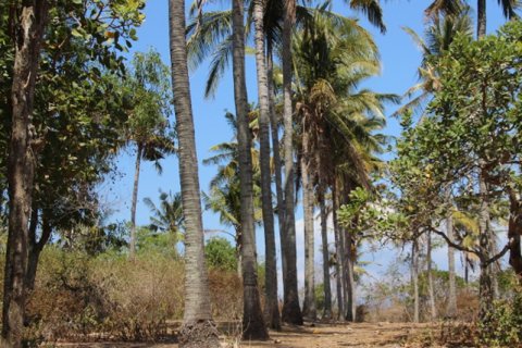 Land in Karangasem, Karang Asem, Indonesia No. 11707 4