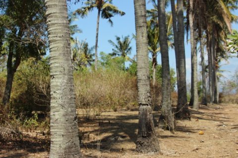 Land in Karangasem, Karang Asem, Indonesia No. 11707 8