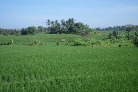 Land in Indonesia No. 11704