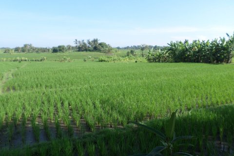 Land in Indonesia No. 11704 2