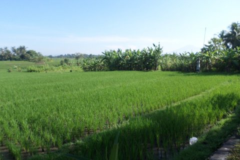 Land in Indonesia No. 11704 3