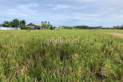 3800m2 Land in Tabanan, Indonesia No. 305 19