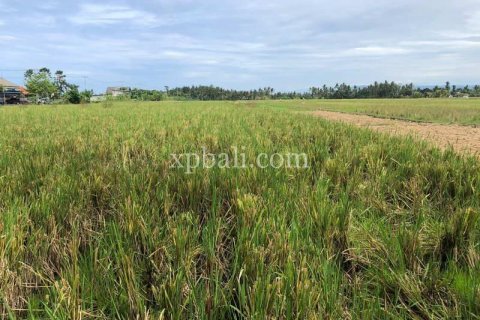 3800m2 Land in Tabanan, Indonesia No. 305 11
