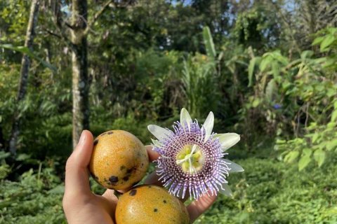 9400m2 Land in Lovina, Anturan, Buleleng, Indonesia No. 9384 3