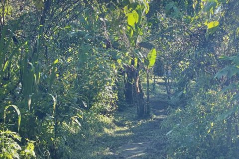 9400m2 Land in Lovina, Anturan, Buleleng, Indonesia No. 9384 6