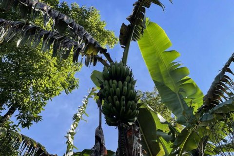 9400m2 Land in Lovina, Anturan, Buleleng, Indonesia No. 9384 4