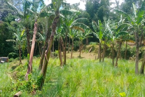 Land in Tabanan, Indonesia No. 11575 5