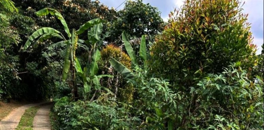 Land in Buleleng, Indonesia No. 11572