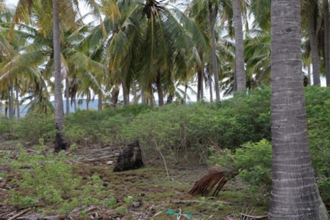 Land in Central Lombok, Indonesia No. 11543 3