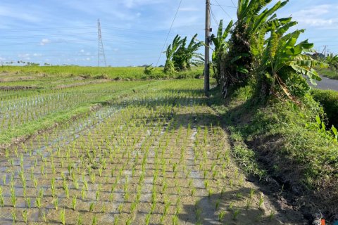 Land in Tabanan, Indonesia No. 11516 3