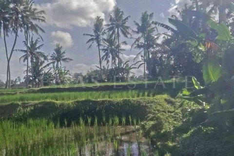 Land in Ubud, Gianyar, Indonesia No. 2163 2
