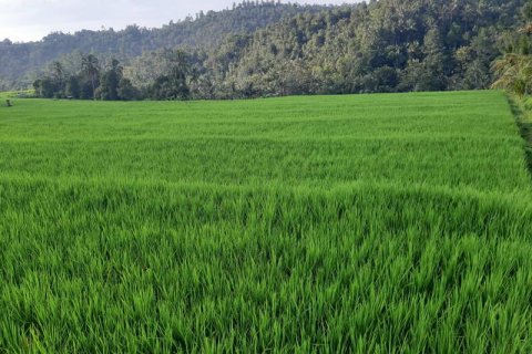 12000m2 Land in Lovina, Anturan, Buleleng, Indonesia No. 7781